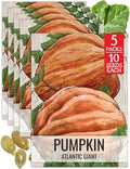 Seed Needs Atlantic Giant Pumpkin Seeds to Plant Vegetables - 5 Packs by SeedNeeds
