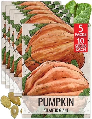 Seed Needs Atlantic Giant Pumpkin Seeds to Plant Vegetables - 5 Packs by SeedNeeds