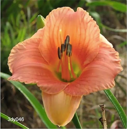 Pink Daylily - Bare Root Plant, Hardy Perennial for Zone 4, Delicate Pink Blooms, Low Maintenance, Ideal for Full Sun or Partial Shade, Perfect for Garden Borders & Landscapes - Image 7