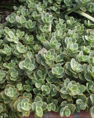 Perennial Farm Marketplace Sedum Sunsparkler® 'Lime Zinger' (Stonecrop) Groundcover, 1 Quart, Soft Pink Flowers by PerennialFarmMarketplace