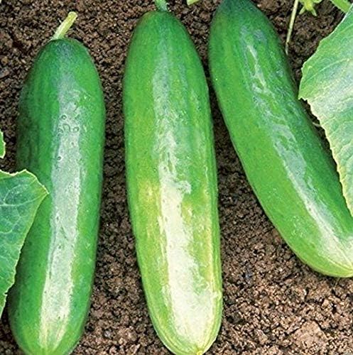 Diva F1 Cucumber Seeds - Vigorous, Disease-Resistant Plants, Burpless Too(100 - Seeds) - Image 4