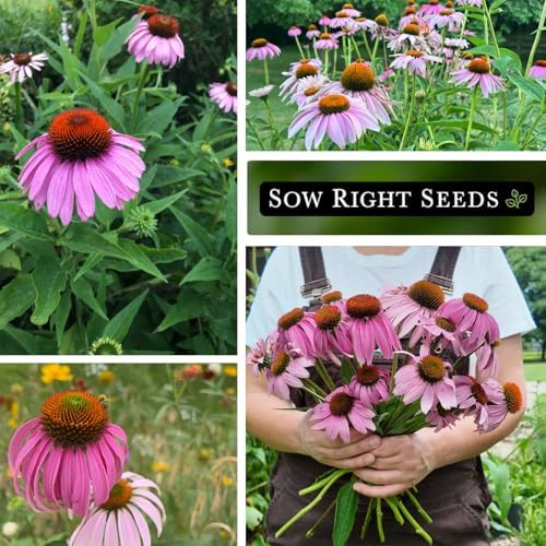 Sow Right Seeds - Purple Coneflower Seed for Planting Perennial Wildflower - Image 4