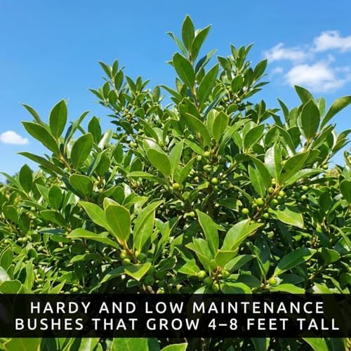 3 Winterberry Holly Plants for Growing (Ilex verticillata) Live Shrubs | Brilliant Red Winter Berries | Native Deciduous Holly for Landscaping & Wildlife (3 Plants) - Image 4