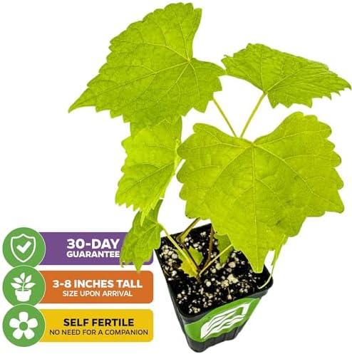 Carlos Muscadine Grape Vine (1-Pack) Live Plant by Wellspring Gardens - Image 2