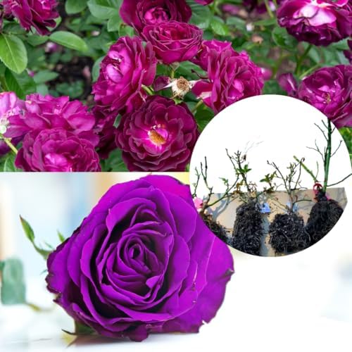 Purple Climbing Rose Live Plant, Fragrant Bush, 5-10 Inch Tall - Image 3