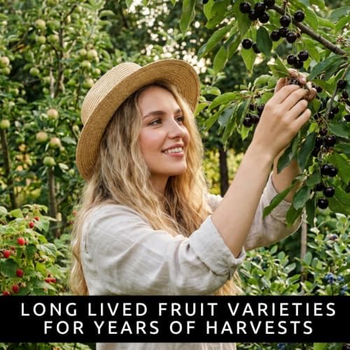 Live Plants Cherry, Wisteria, Apple, Raspberry, Blueberry, Forsythia. 12 Live Plants, 2 Plants of Each Variety, Fruit and Flowering Collection - Image 6