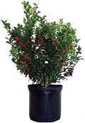 Ilex X meserveae 'Berryific' (Holly) Evergreen, Male & female in same pot, #3 - Size Container by GreenPromiseFarms