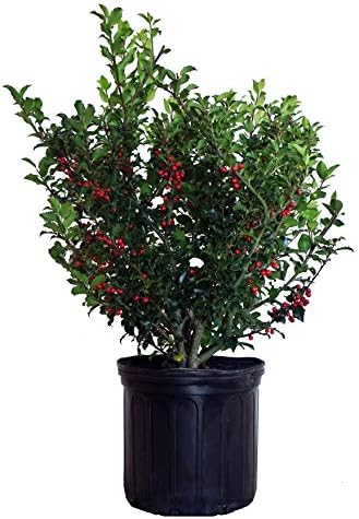 Ilex X meserveae 'Berryific' (Holly) Evergreen, Male & female in same pot, #3 - Size Container by GreenPromiseFarms