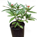 EDUCATIONAL SCIENCE WE Enable Discovery Milkweed Plant, Asclepias SSP., Host Plant for Monarch Butterfly, BF100A by Educational+Science