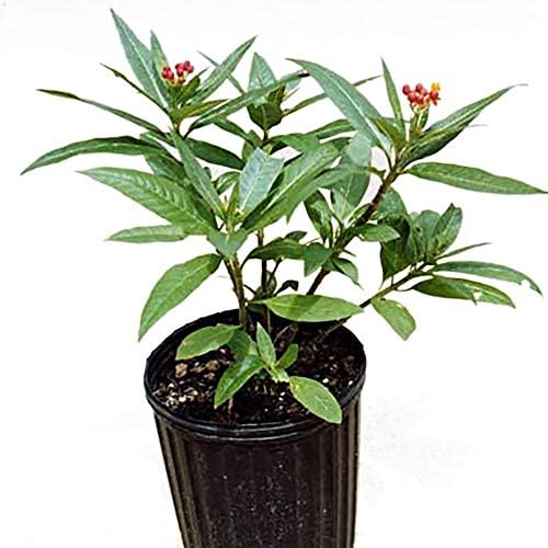 EDUCATIONAL SCIENCE WE Enable Discovery Milkweed Plant, Asclepias SSP., Host Plant for Monarch Butterfly, BF100A by Educational+Science