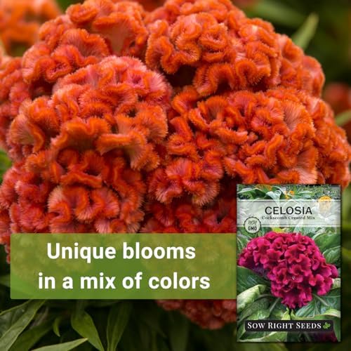 Sow Right Seeds - Cockscomb Crested Mix Celosia Seed for Planting Flower - Image 3