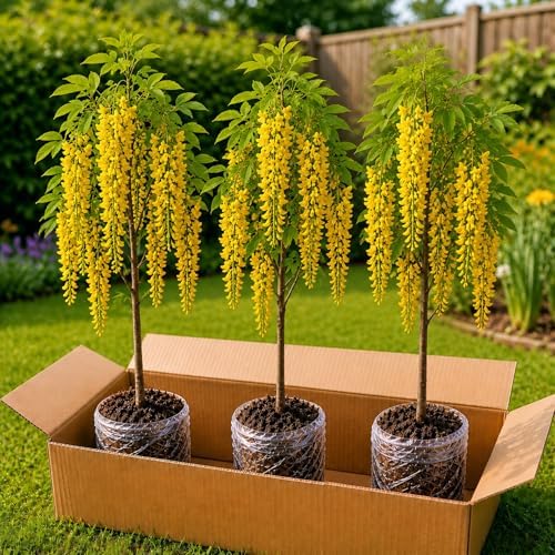 3 Golden Chain Tree Saplings for Planting | Live Bare Root Golden Chain Trees | Flowering Ornamental Tree Seedlings | Laburnum Trees with Stunning Yellow Blooms | Dormant Live Plants by CZGrain