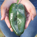 Park Seed Carranza Poblano Chili Pepper Seeds – Pack of 15 Seeds by ParkSeed