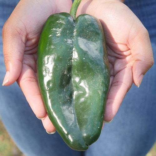 Park Seed Carranza Poblano Chili Pepper Seeds – Pack of 15 Seeds by ParkSeed