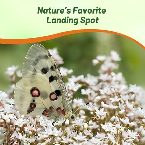 Outsidepride Oktoberfest Sedum Seeds - 1000 Pcs Perennial Ground Cover Seeds for Planting, Cold-Hardy & Heat-Tolerant Succulent Plants, Ideal for Rock Gardens, Containers, and Xeriscaping - Image 5