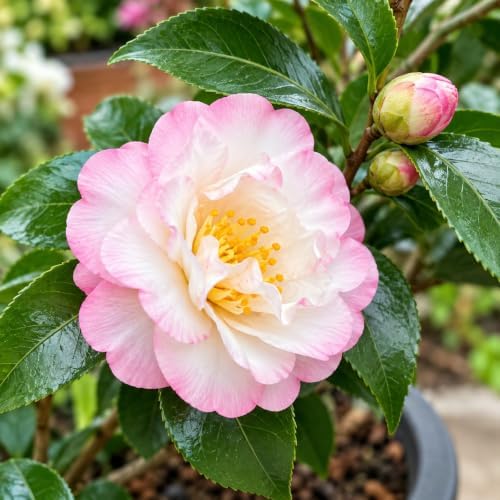 October Magic Orchid Camellia Shrub - 12-18" Tall Live Plant - Gallon Pot - Image 3