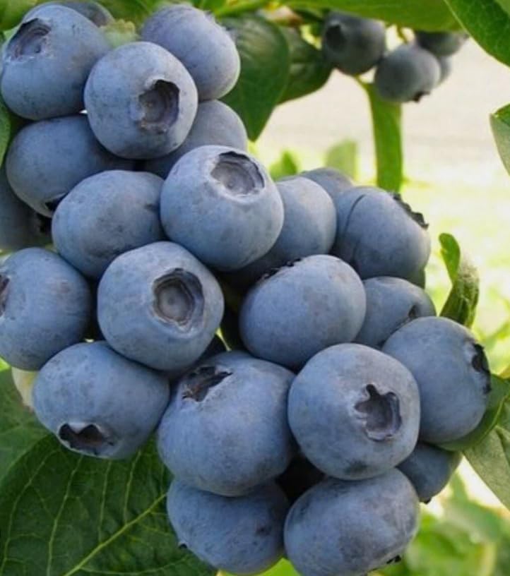 Pack 2 Top Hat Blueberry Bush Live Plant Vibrant Blue Berries Blueberry Plant Live for Planting, 5-10 Inc Tall 4 Inc Pot - Image 3