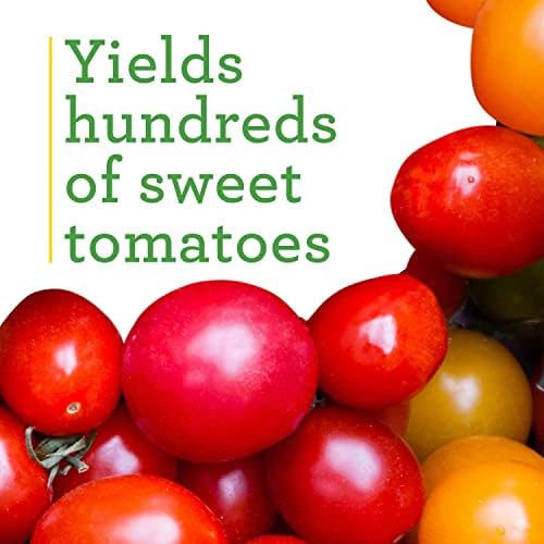 Bonnie Plants Super Sweet 100 Cherry Tomato, Live Plants, 19.3 oz (4-Pack) - Image 4
