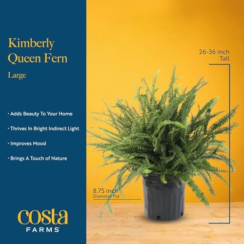 Costa Farms Boston Fern, Live Indoor Plant, Easy Care, Home Decor - Image 4