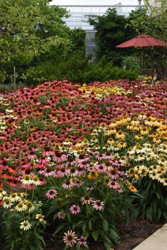 Perennial Farm Marketplace Echinacea purpurea ‘Cheyenne Spirit’ (Coneflower) Live Perennial, Size-Quart, Mixed Color Summer Flowers, USDA Zones 4-8 - Image 3