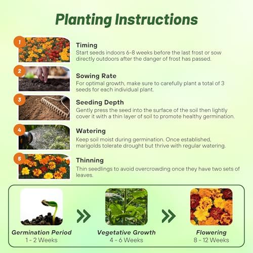 Outsidepride Durango Outback Mix French Marigold Seeds - 250 Pcs Annual, Compact, Heat & Drought Tolerant Flower Seeds for Planting w/Anemone Type Bicolor Blooms, Ideal for Vibrant Pollinator Gardens - Image 5