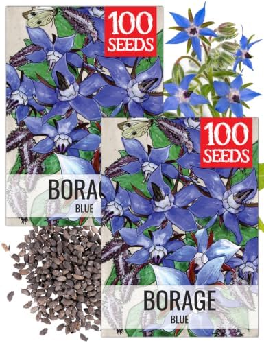 Seed Needs Blue Borage Seeds to Plant an Herb Garden - 2 Packs by SeedNeeds