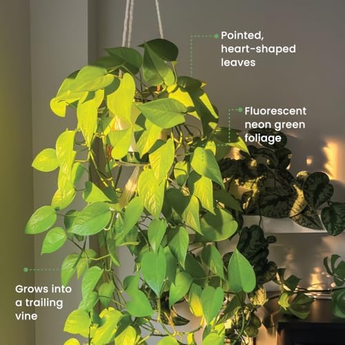 American Plant Exchange Neon Pothos – Live 8-Inch Hanging Basket, Bright Green Trailing Vine, Easy-Care Air Purifying Houseplant for Hanging Planters, Shelves & Indoor Home or Office Décor - Image 5