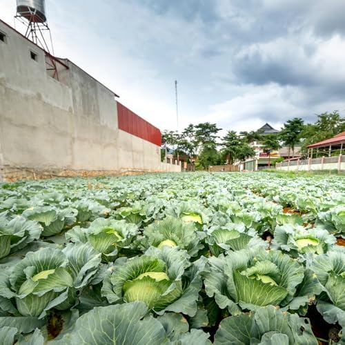 500 Cabbage for Garden Vegetable Seeds, Seeds for Planting - Image 3