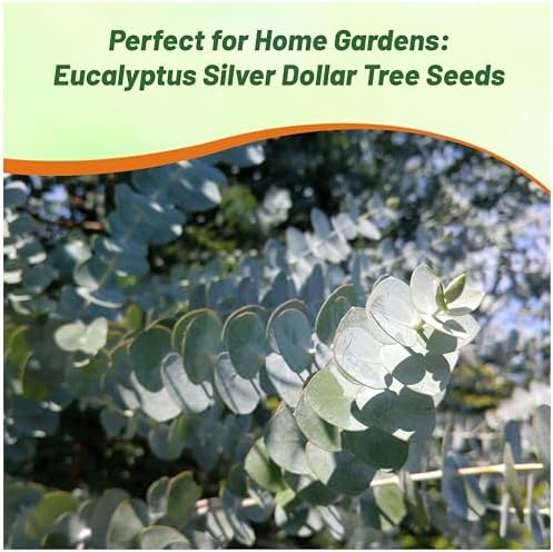 Outsidepride Silver Dollar Tree Eucalyptus Seeds - 50 Pcs. Perennial, Easy to Grow & Drought Tolerant, Flower Seeds for Planting Fragrant, Vibrant Blooms for Landscaping & Pollinator Gardens - Image 6