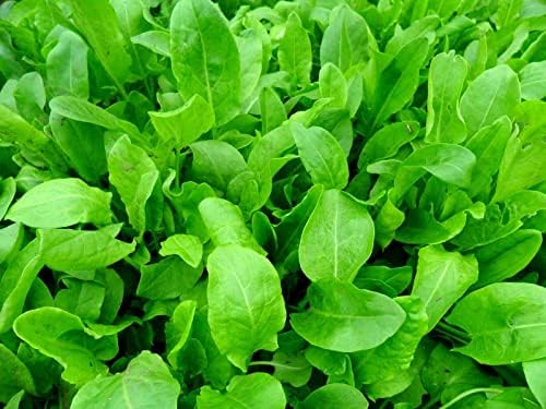 Garden Sorrel 2000+ Seeds for Planting Non-GMO - Image 6