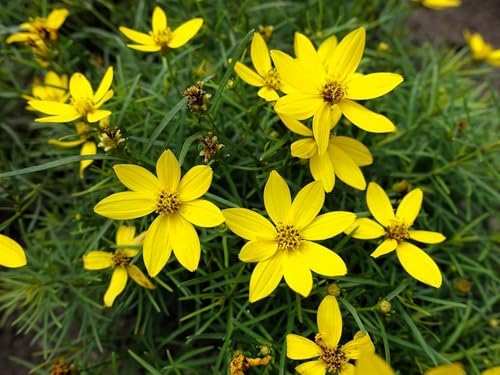 Greenwood Nursery: Live Perennial Plants - Nana Mouse Ear Tickseed + Coreopsis Auriculata - [Qty: 3X Pint Pots] - (Click for Other Available Plants/Quantities) - Image 2
