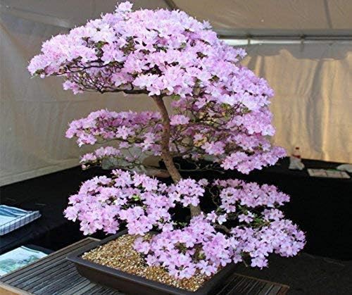 10 Japanese Cherry Blossom Bonsai Seeds - Flowering Sakura Bonsai Seeds - Image 4