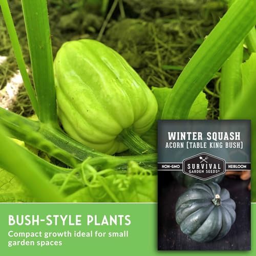 Acorn Squash Seeds for Planting – Survival Garden Seeds (1 Pack) - Image 5