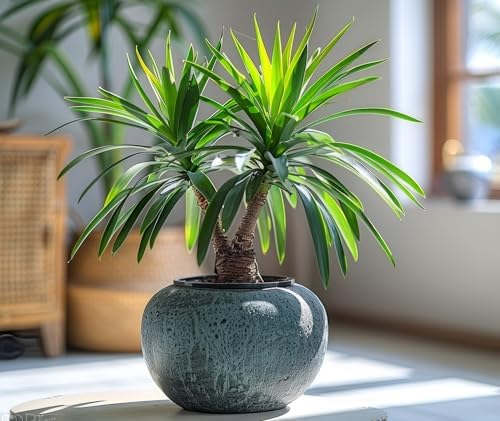 5 Bottle Palm Bonsai Tree Seeds - Does Well Indoors by CZGrain