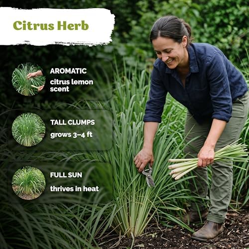 800 Lemongrass Heirloom Herb Seeds for Planting, Cymbopogon Citratus - Image 4