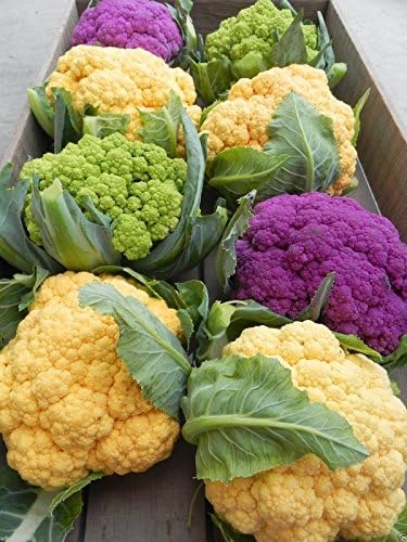 Cauliflower Seeds - Graffiti Cauliflower - Flashy Purple Heads. 20 Seeds ! - Image 6