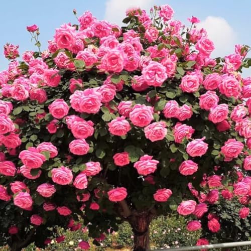 Deep Pink Climbing Rose Live Plant, Hardy, 5-10 Inch Tall - Image 3