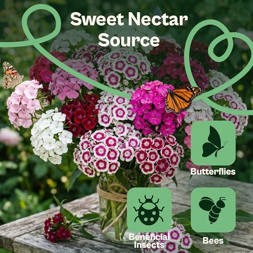 SVI 2500 Mix Sweet William Seeds (Dianthus barbatus) – Fragrant Sweet William Seed Packets Bulk – Heirloom Seed Mix, Non-GMO Perennial Flower Seeds Outdoor Flower Garden Beds & Indoor Garden - Image 4