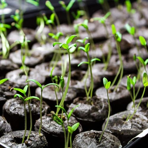 MAQIHAN 50PCS Peat Pellets for Seedlings - 30MM Seed Starter Soil Pods - Image 5