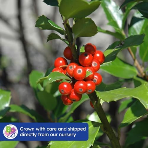 Blue Maid Holly, Live Evergreen Shrub, 3 Gallon - Image 7