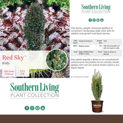 Southern Living 1 Gal. Holly Red Sky Shrub - Image 4