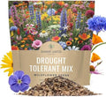 Drought Tolerant Wildflowers Mix – Extra Large Packet – Over 7,500 Open Pollinated Non-GMO Seeds – 21 Different Dryland Species by SweetYards