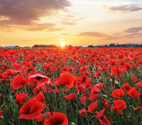 Red Flanders Poppy Seeds for Planting - 50,000+ Fresh Flower Seeds - Grown in the USA - Spring Blooming Wildflower by MardeRossCompany