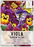 Seed Needs Bambini Viola Seeds to Plant an Annual Flower Garden 1 Pack by SeedNeeds