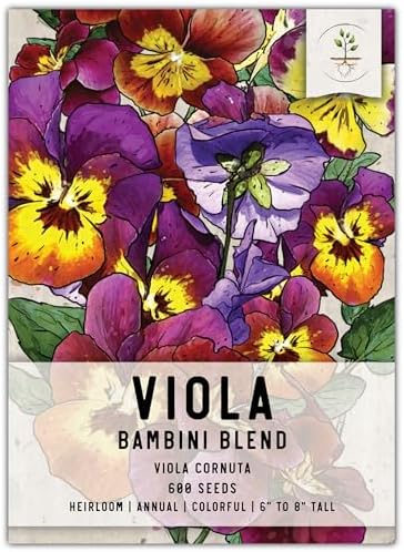Seed Needs Bambini Viola Seeds to Plant an Annual Flower Garden 1 Pack by SeedNeeds