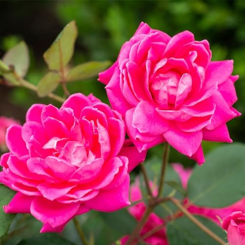 Knock Out 2 Gal. Rose Pink Shrub - Image 2