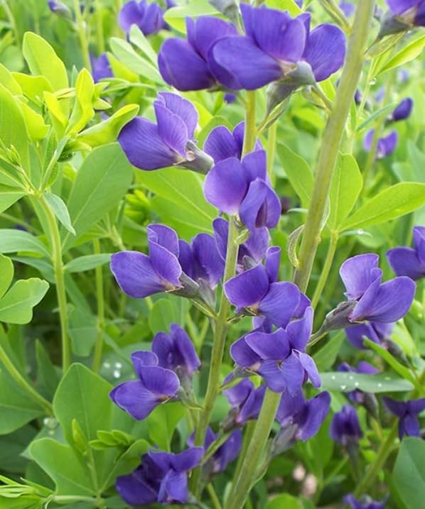 2 Blue False Indigo Bushes - 6-12" Tall Live Plants - Quart Pots - Image 6