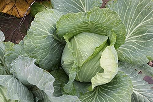 Cabbage Late Flat Dutch (25+ Seed Pack) - COOL BEANS N SPROUTS Brand - Non-GMO - Home Gardening - Image 2