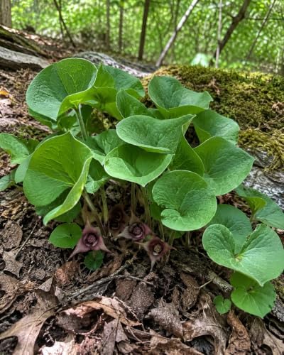 20 Wild Ginger Plants Bare Root Perennial Asarum Canadense (20 Roots) by Unknown