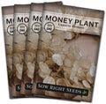 Sow Right Seeds - Money Plant Seed for Planting Silver Dollar Tree 4pk by SowRightSeeds